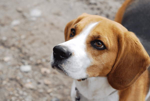 A beagle with brown and white fur, wearing a collar, outdoors on gravelly ground during daylight.