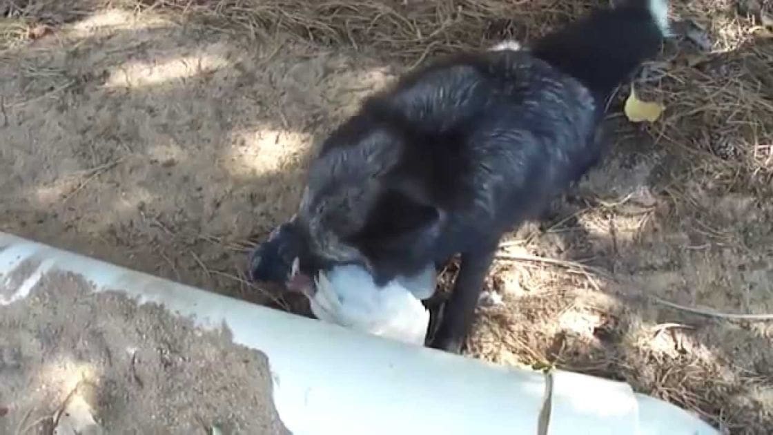 A black dog with white markings on its chest and face interacts with a white plastic object in an outdoor natural setting near what appears to be a riverbank or stream, with the sun casting late afternoon light through trees.