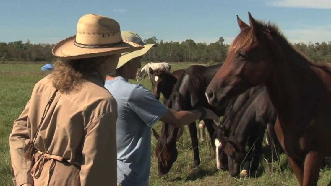 Adult males interacting with horses in an open grassy field, late spring or summer day.