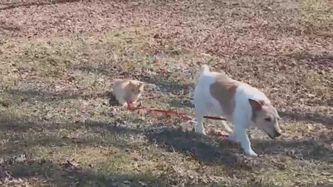 A white puppy with brown markings stands on a grassy outdoor patch in what appears to be spring or summer under clear daylight.