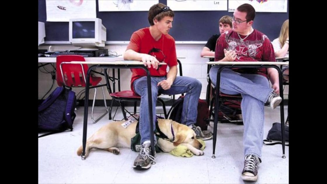 A classroom scene with a golden retriever, desks and chairs, computers, and backpacks. The setting includes white walls, a chalkboard, and some artwork on the wall.