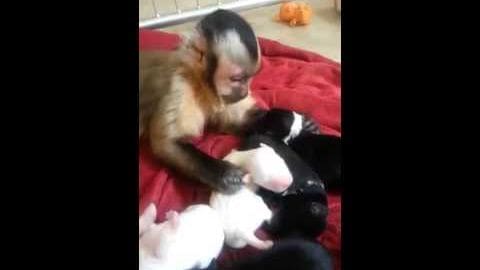A capuchin monkey interacting with a domestic shorthair cat on a red cushion in an indoor, homey setting with neutral lighting.