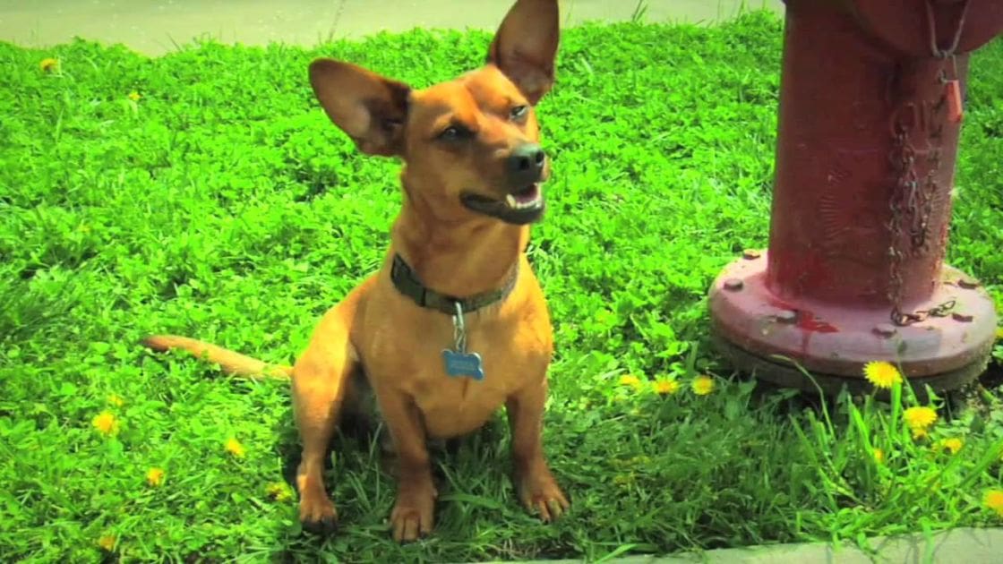 A small brown dog with a collar stands near a red fire hydrant in a grassy outdoor area with scattered dandelions, suggesting spring or summer.