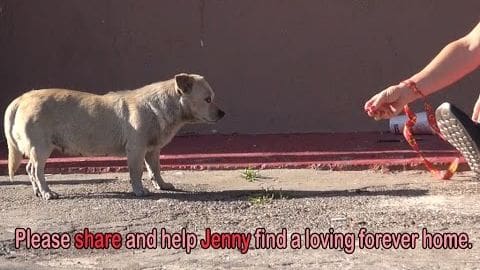 A mixed-breed dog named Jenny with light tan or beige fur and darker patches, held by a person wearing white sneakers and a bracelet on an outdoor urban setting near a building in spring or summer.