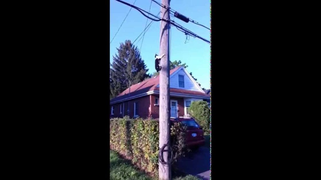 A small black-and-white dog with a predominantly black coat and white markings climbs a utility pole in front of a house, parked red car visible behind it; residential setting, clear blue sky, daytime, spring or summer greenery.