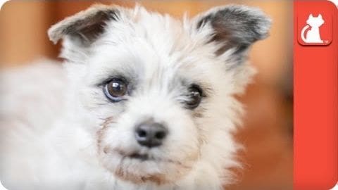A small white puppy with brown markings around eyes and ears, fluffy coat, indoors setting with warm background color suggesting daytime artificial light.