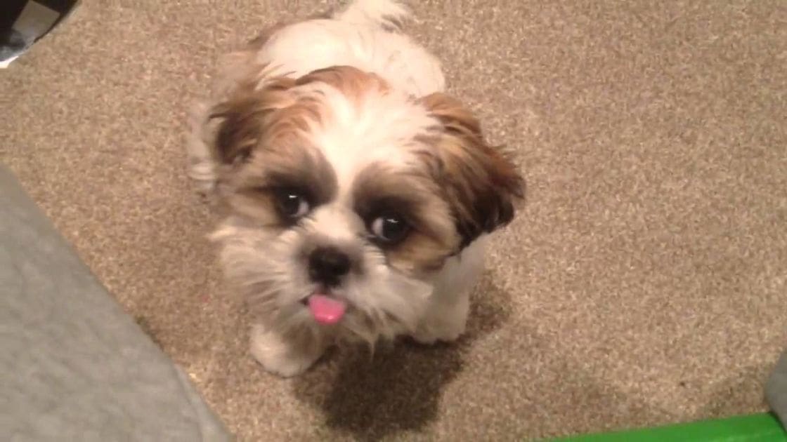 A Shih Tzu puppy with white fur and brown markings around its eyes and ears, slightly out of breath on a carpeted floor indoors.