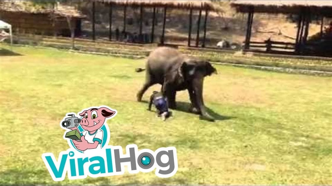 A child in a zoo-like setting, barefoot or with minimal footwear, next to an adult Asian elephant on green grassy ground with structures resembling animal enclosures in the background during spring or summer, bright daylight illuminates the scene.