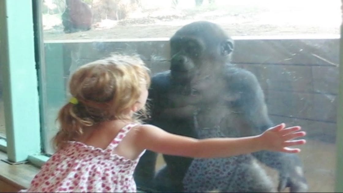 A toddler girl in a floral dress interacts with an adult macaque monkey inside a zoo enclosure, bathed in natural light.