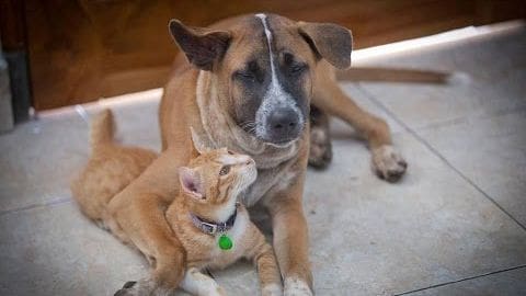 Two adult dogs, one light brown with white markings and an adult tabby cat wearing a collar with a green tag, resting indoors near a doorway.