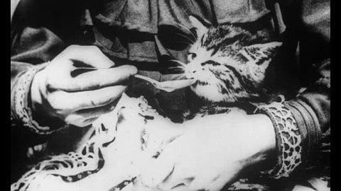 A tabby cat being held by an adult male wearing medieval-style armor indoors.