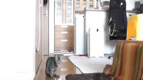 A tabby cat with gray fur and white markings in a bright, indoor home setting during daytime.