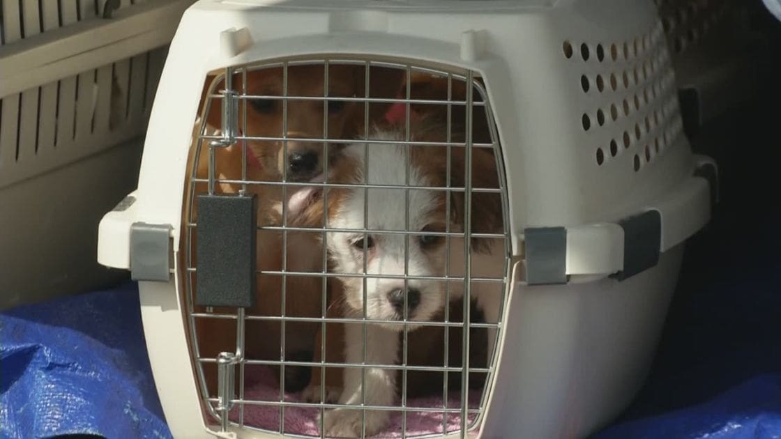 Two young puppies, likely a Jack Russell Terrier mix with white and brown fur and another reddish-brown coated puppy, inside a pet carrier at an indoor setting possibly in an animal shelter or veterinary clinic. Daytime natural light illuminates the scene.