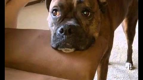 A Boxer dog with brown and white fur in a carpeted indoor setting, possibly daytime light