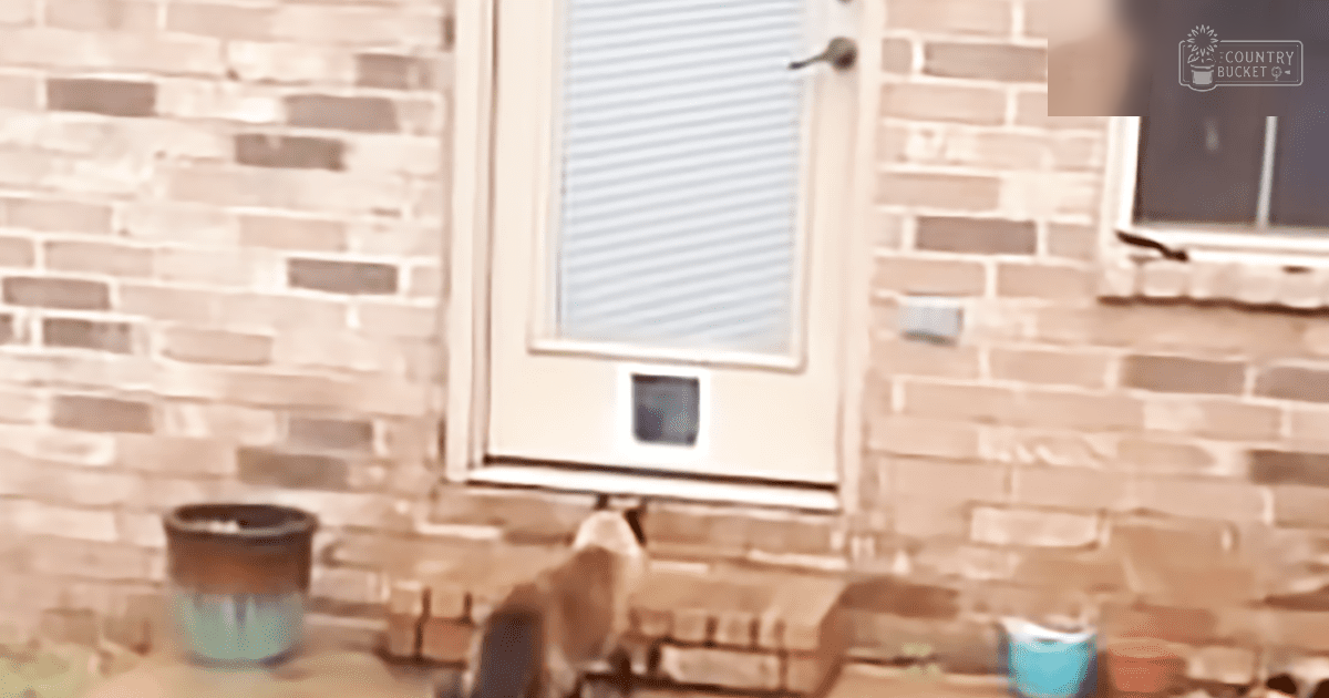 An outdoor residential setting with a white door, blinds, small pet door, brick wall, and potted plants on a sunny day.