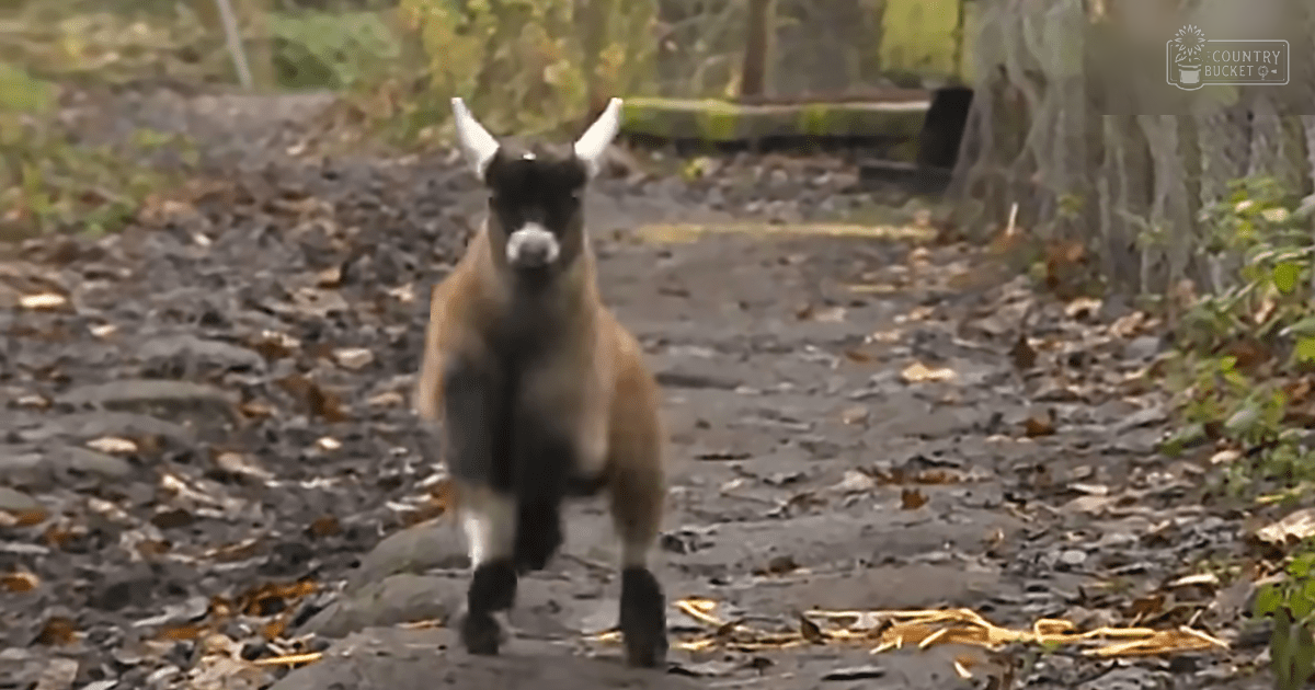 A light brown goat with white markings stands on a rocky path surrounded by foliage in an autumnal setting.