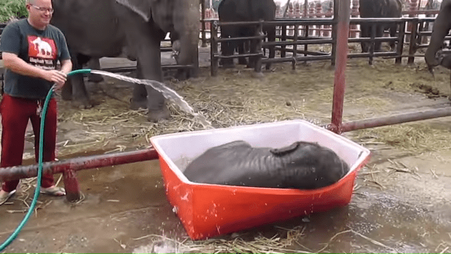A baby elephant in an orange plastic tub filled with water, held by a middle-aged adult male wearing glasses and a dark gray t-shirt with red graphics.