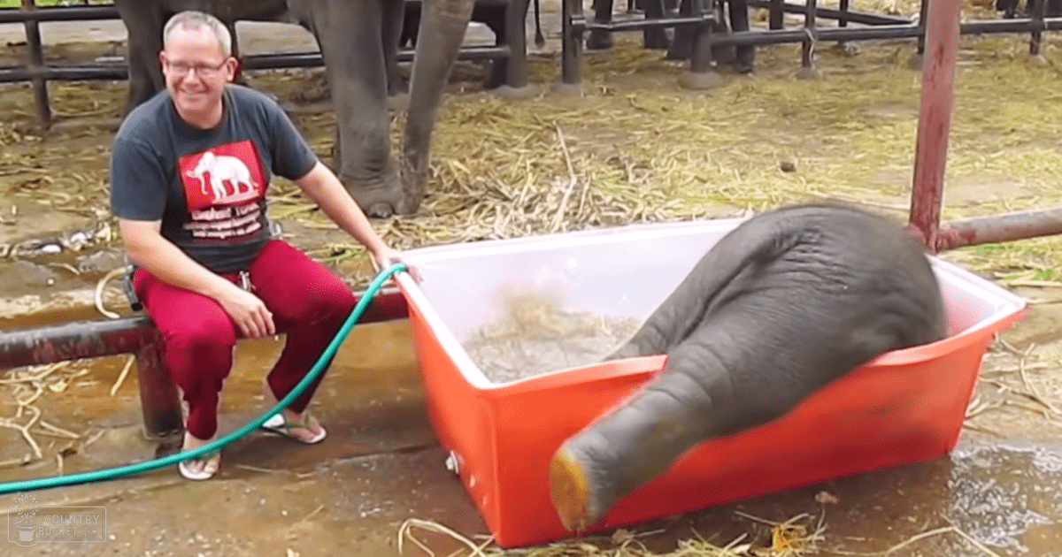A baby elephant in an orange tub being watered by a person at what appears to be a zoo or animal sanctuary, with other elephants and straw on the ground.
