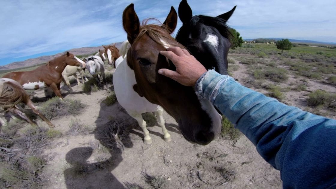 An adult male in a long-sleeved faded blue denim shirt pets a brown and white pinto horse in an open field with sparse green vegetation under bright daylight, likely spring or summer.