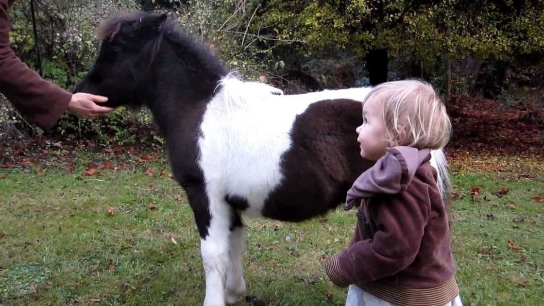 A toddler interacts with a small pony in an outdoor autumn setting, surrounded by fallen leaves under late afternoon or early evening light.