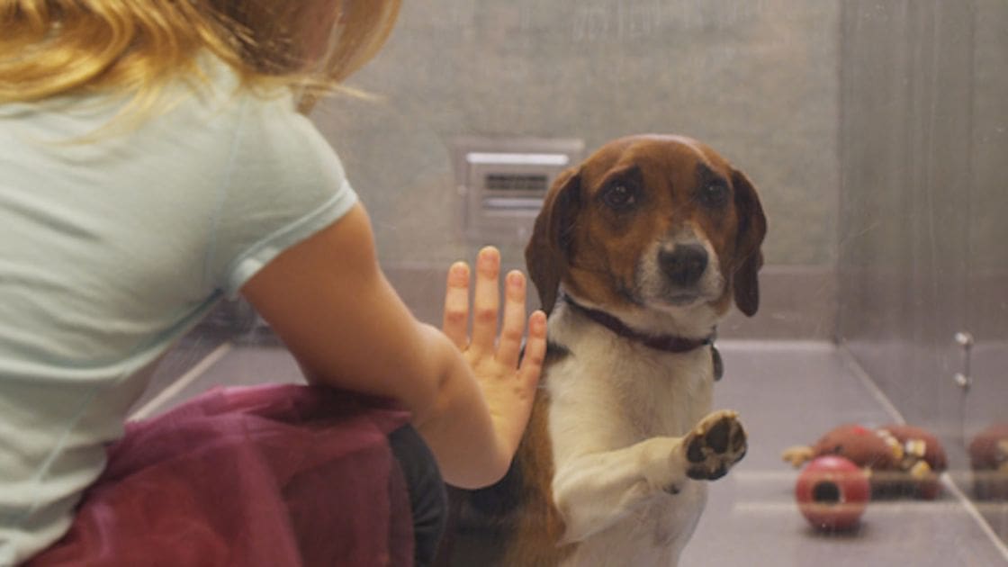 Child interacting with a tri-color beagle in an indoor setting, light green shirt and maroon pants or skirt, red ball on the floor.