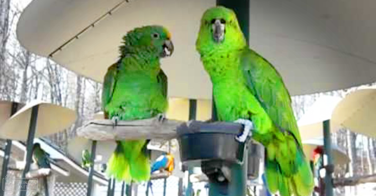 Two vibrant green Amazon parrots with bright plumage perched outdoors in a park or zoo enclosure under natural daylight.
