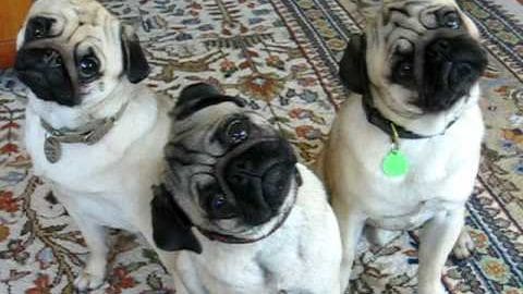 Three adult Pugs with white and black coats on a patterned beige carpet, indoors. Green collar tag visible.