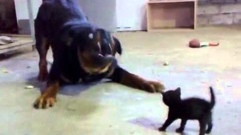 A large Rottweiler and a small black kitten interacting in a home setting with natural daylight, wooden shelf visible.