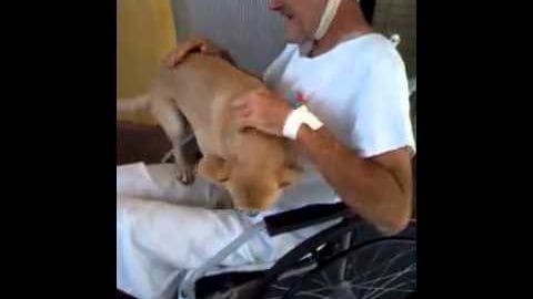 A middle-aged to older adult male wearing a white, loose-fitting T-shirt interacts with an adult Labrador Retriever in light tan or beige with darker brown markings. The setting appears to be indoors, possibly a living room.