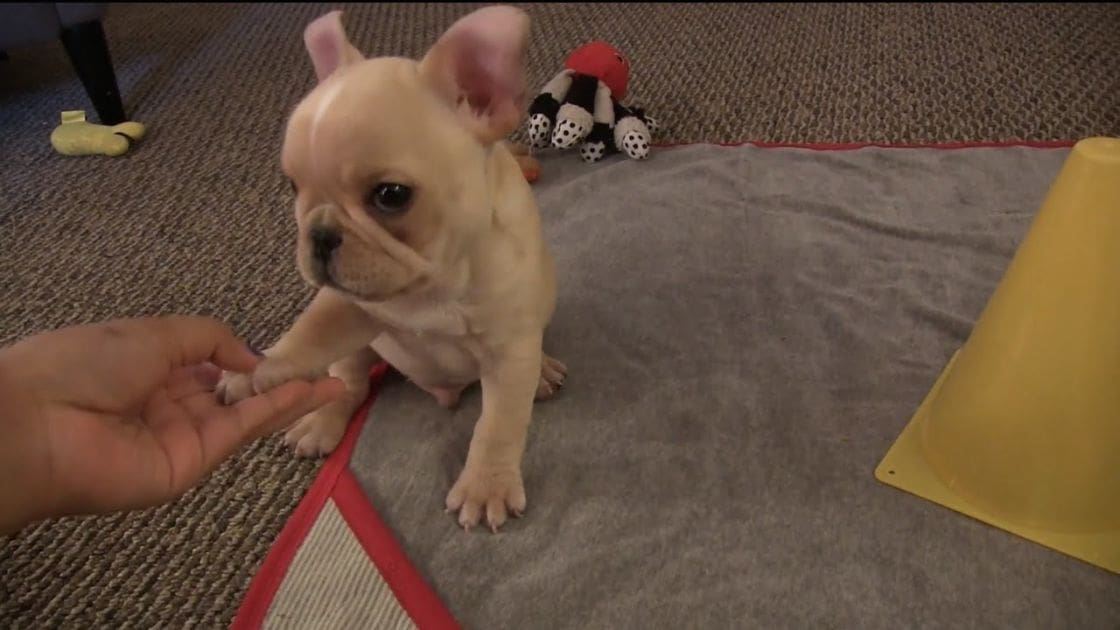 A French Bulldog puppy with cream-colored fur and pink ears, surrounded by toys in a home setting. The scene has a natural, even lighting suggesting daytime.