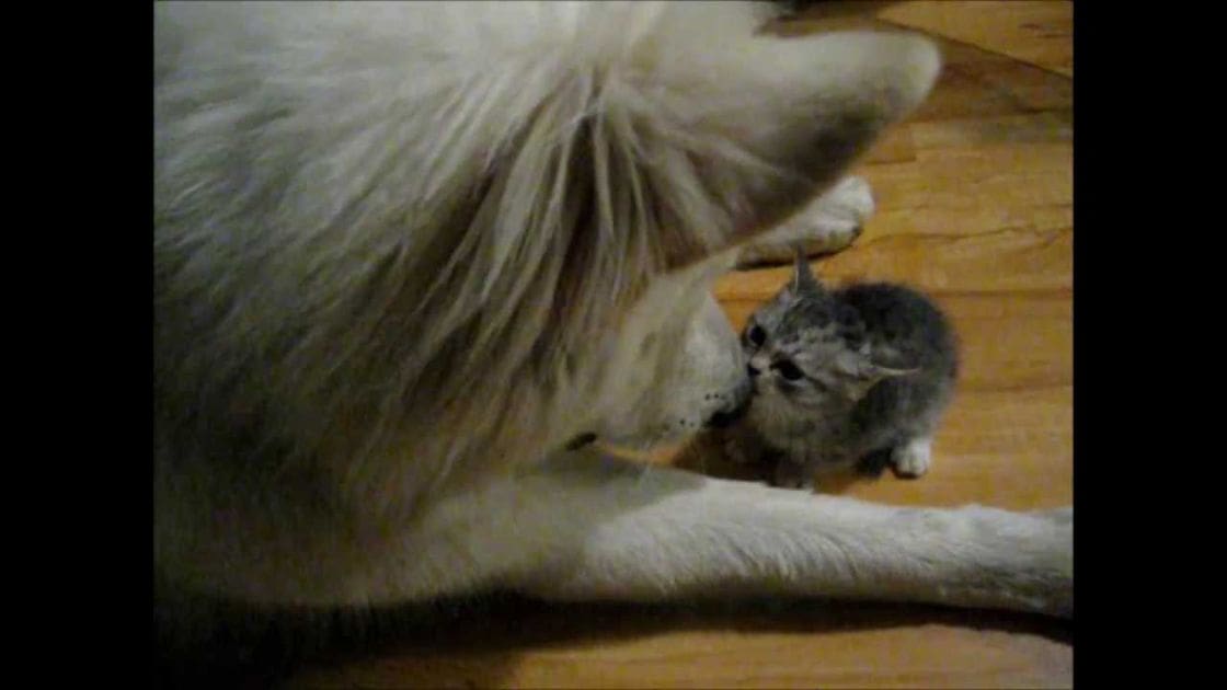 A white adult dog with long fur sits indoors on a wooden floor near a small gray kitten, both appearing to be adults. The setting suggests an indoor environment in neutral light conditions.