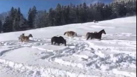 Dark bay horse with a black mane and tail in a snowy landscape, surrounded by trees; another lighter-coated horse nearby; reddish-brown horse visible; winter scene with open field and bright natural light.
