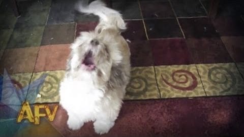 A small white Shih Tzu with long fur indoors, laying on a patterned rug under tiled flooring.