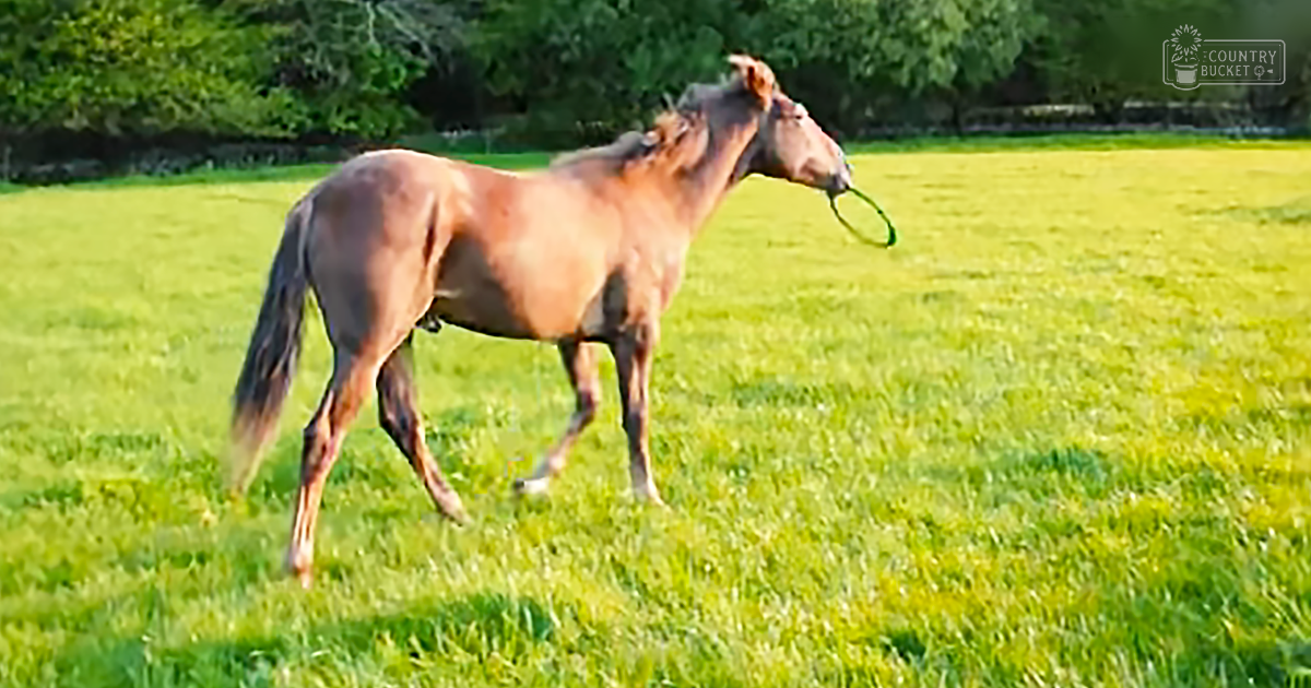 A light brown horse wearing a halter stands in an open grassy field surrounded by trees under bright sunlight.