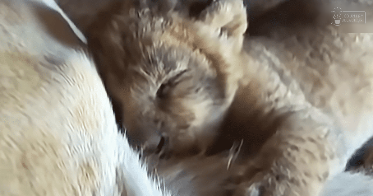 A young, downy baby owl with a predominantly light brown coat and darker markings around its eyes and head, perched outdoors in natural daylight.