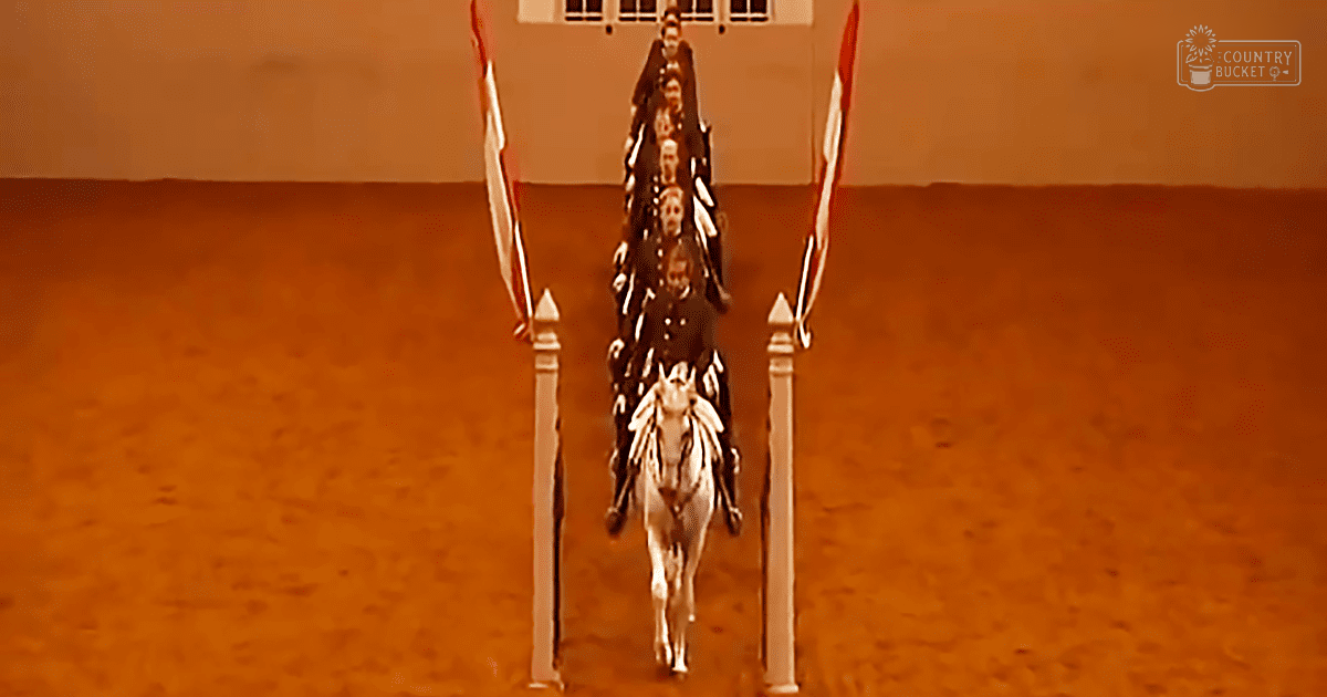 An adult male horse and rider in an indoor arena with sandy flooring, a white horse with darker markings, held by the rider wearing dark riding jacket, light-colored pants, and white boots.