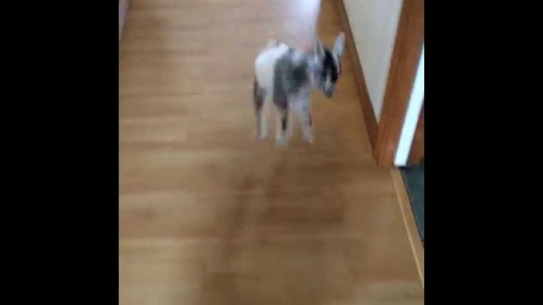 A small black and white puppy with markings resembling a Husky or Malamute mix stands indoors on wooden flooring within a house hallway.