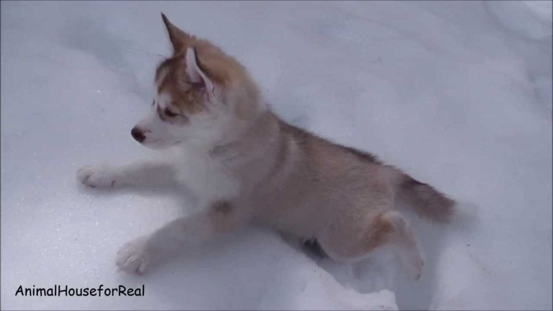 A light brown and white puppy, likely a Husky breed, stands outdoors on snowy ground under natural daylight.