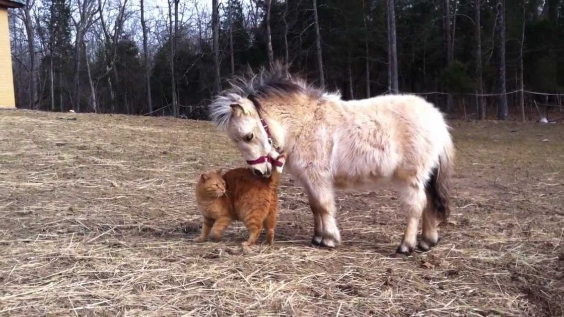 A miniature horse with light brown fur and a dark mane stands beside an orange tabby cat on a grassy field with bare trees, suggesting late fall or early spring.