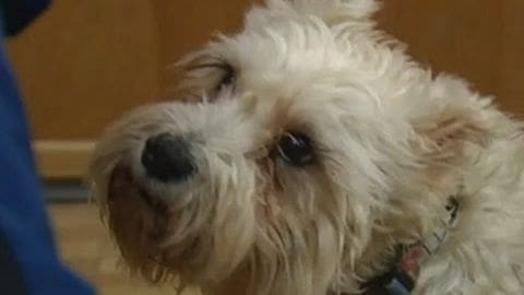 A small white dog with curly fur, likely a Maltese or similar breed, indoors against neutral-colored walls.