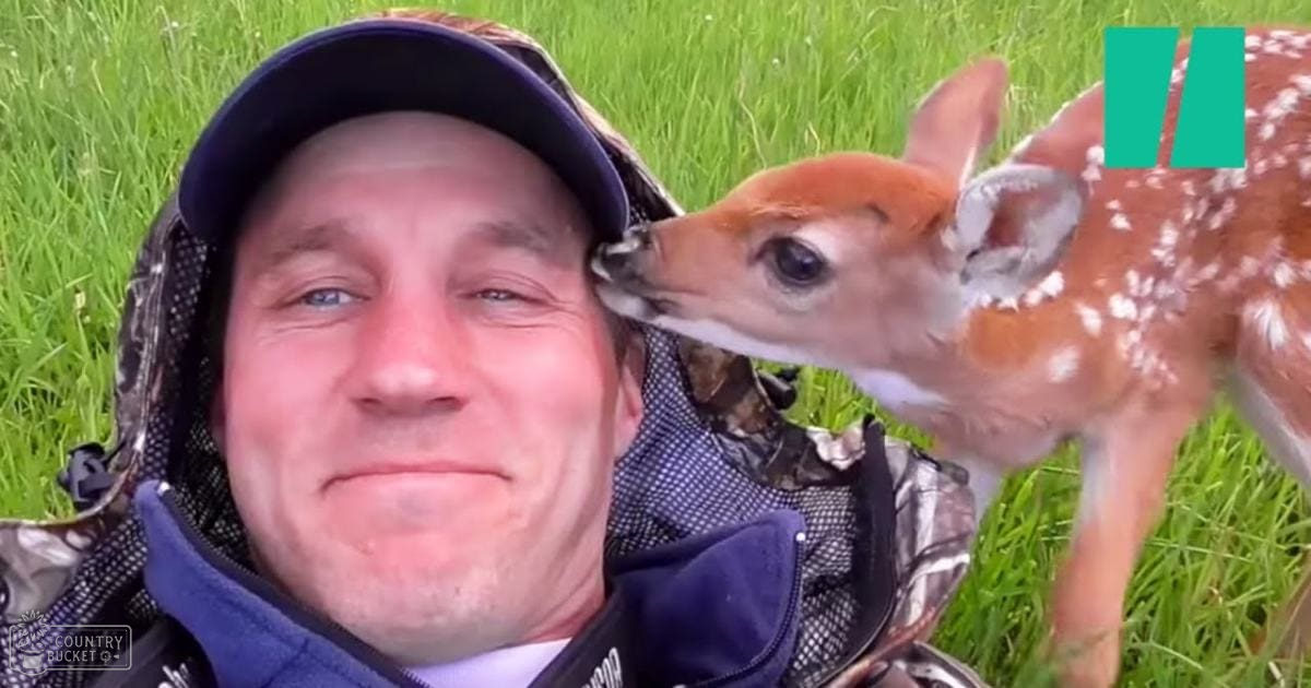 A man wearing a dark blue baseball cap and camouflage-patterned jacket interacts with a juvenile fawn in an outdoor grassy setting under natural light, likely spring or summer.
