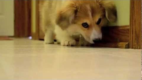 A small Corgi-like puppy with light brown fur and white markings indoors on wooden flooring.