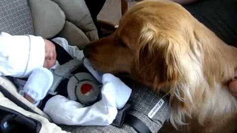 An adult golden retriever interacting with an infant in a white onesie inside a vehicle, suggesting a moment of human-animal connection and care.