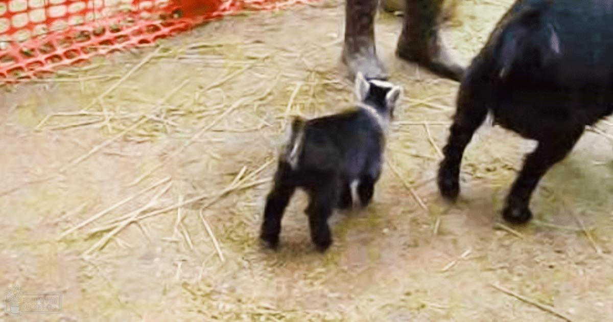 Two Nubian baby goats with black coats and white markings stand within an indoor barn or stable containing dirt, hay, straw, red netting material, and earthy tones of brown, black, white, and red.