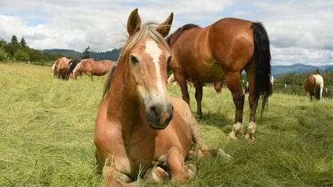A light brown horse with white facial and leg markings lying in a lush green pasture surrounded by other grazing or standing dark brown and lighter horses under clear daylight; spring or summer setting, trees on the horizon.