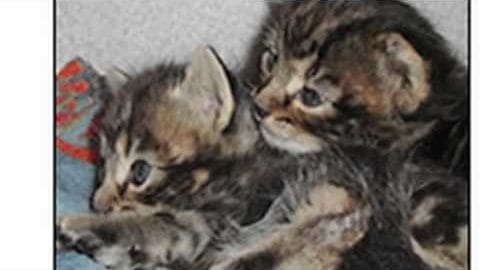 Two tabby kittens indoors with striped fur patterns and neutral-colored walls.