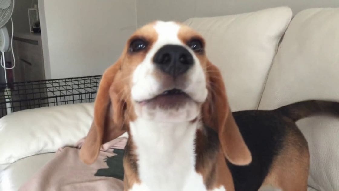 A beagle with white, brown, and black fur stands indoors on a cream-colored couch near a black wire crate, surrounded by natural light.