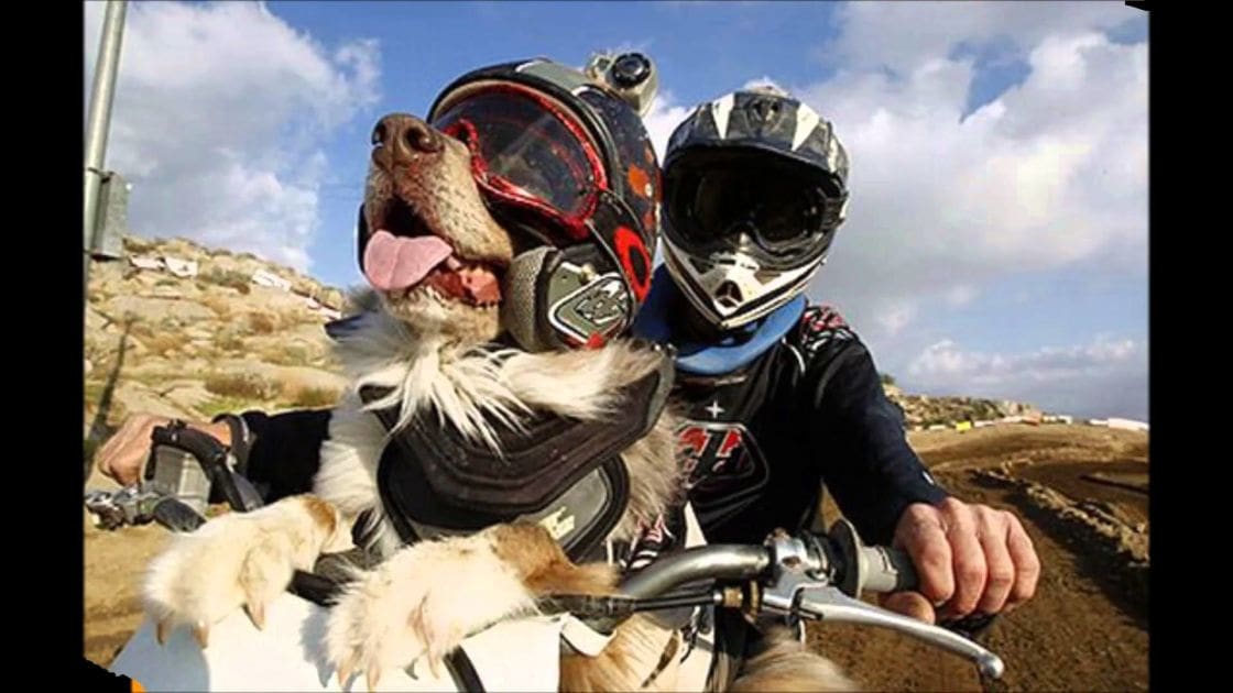 An adult male dog wearing a motorcycle helmet in an off-road setting during spring or summer under bright daylight.