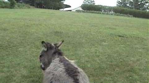 A donkey with grayish-brown fur standing in an open field surrounded by green grass and trees under soft daylight.