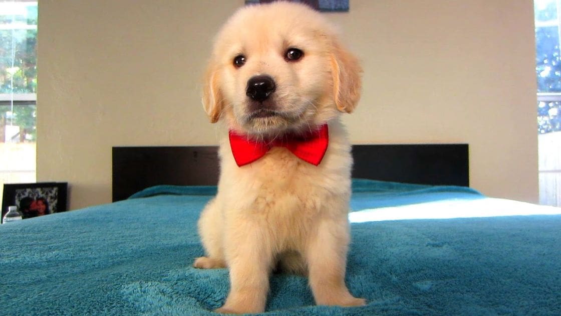 A golden retriever puppy with a light tan coat and red bow tie, indoors in someone's home. The setting includes neutral-colored walls and natural light from windows.
